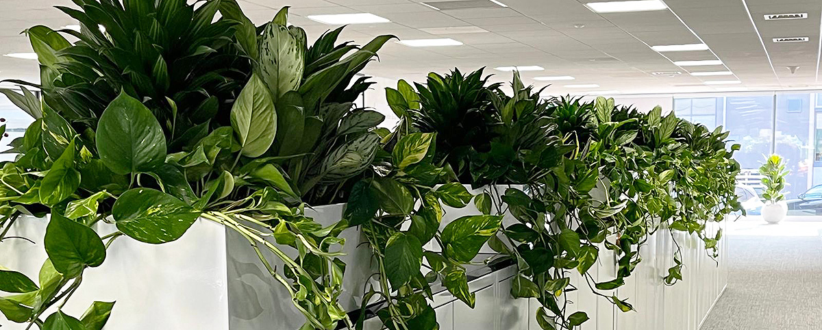 Big Plant Company office plants and interior floral displays