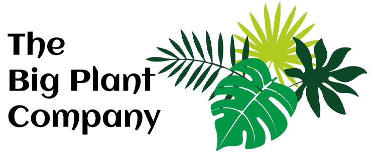 Office plants Bournemouth to Southampton real or artificial with or without maintenance schedules