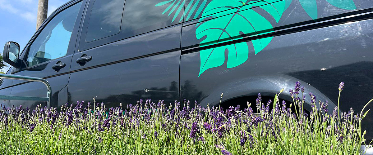 Big Plant Company office plants and artificial displays maintenance contracts